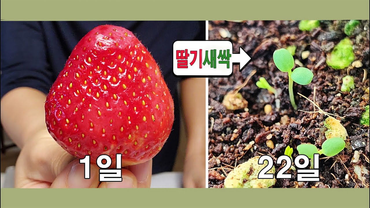 🍓 딸기 사 먹고 공짜로 딸기 모종 얻는 방법 ㅣ딸기씨 발아 성공 얼마나 걸릴까? ㅣ How to get strawberry ...
