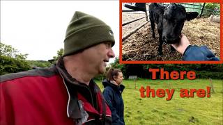 18/05/26  Our first calf.