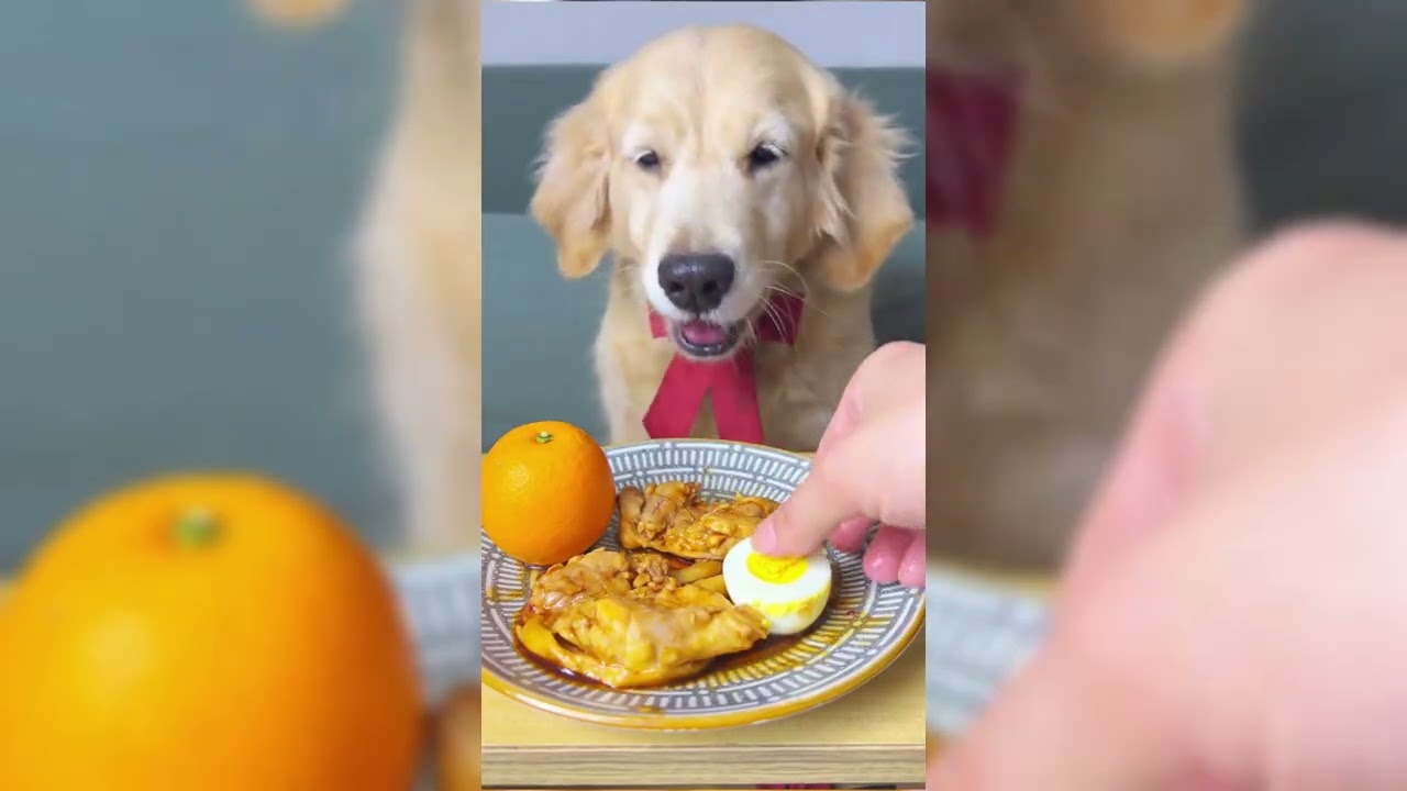 Yummy Dog Eating 🐶 