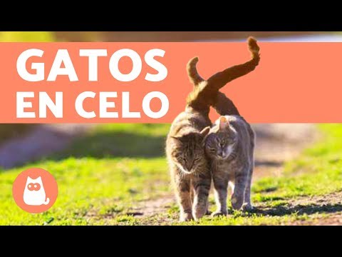 Video: ¿Cómo actúan los gatos cuando están en celo?