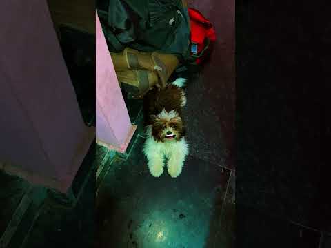 #funny #comedy #dog #telugu