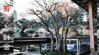 【イワシデの寄植え】雑木の剪定と針金かけ【【盆栽Q】Pruning and wireing of miscellaneous trees