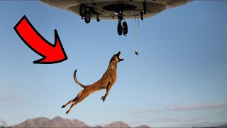 10 Dog Breeds with Supreme Athleticism | FactoPia by Factopia 6 views 2 months ago 5 minutes, 20 seconds
