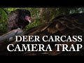 Road Kill Camera Trap | Turkey Vultures | Wildlife Photography