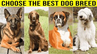 How to Choose the Perfect Dog Breed Just for You