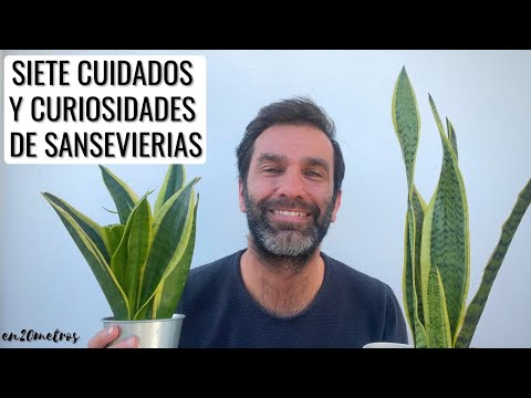 Video: Cómo cuidar las espadas (con imágenes)