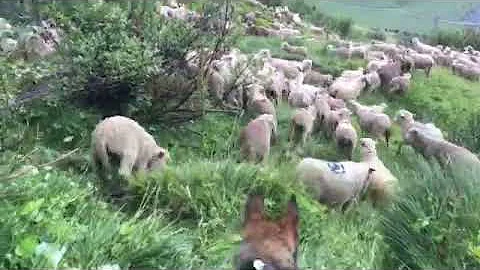 Neska gathering the sheep and brings them down