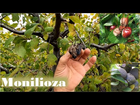Video: Boala ruginii merilor de cedru: Cum să preveniți rugina mărului de cedru pe pomi