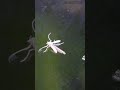 Появление комара-звонца из водной куколки. // Clever Cricket #short #shorts #shortvideo