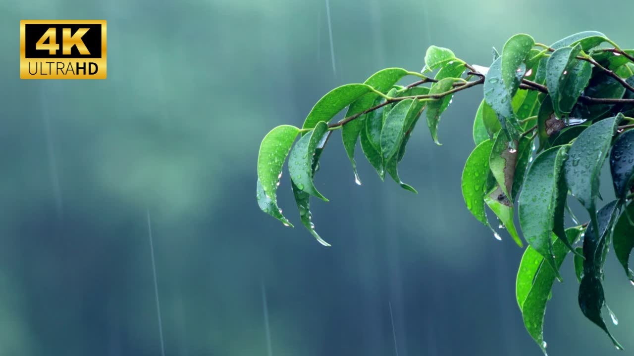 Gentle Rain on Leaves 🌧️ 10 Hours of Cozy Nature Sounds for Sleep, Relaxation & Focus (4K)