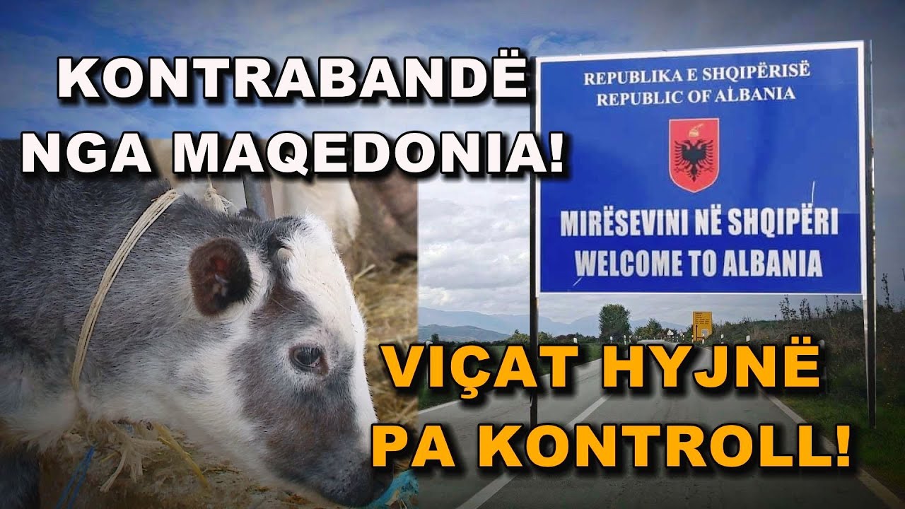 Pa kontroll, pa certifikatë! Fiksi zbulon rrjetin e viçave kontrabandë që ushqejnë shqiptarët!