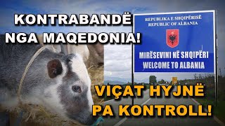 Pa kontroll, pa certifikatë! Fiksi zbulon rrjetin e viçave kontrabandë që ushqejnë shqiptarët!