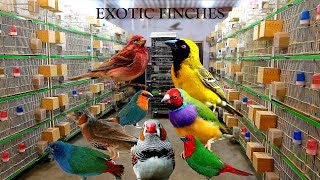 Extremely HighQuality Exotic Finches Breeding Setup