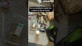 Family Adopts Stowaway Gecko From Holiday || Dogtooth Media