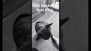 Otis learns his first trick.