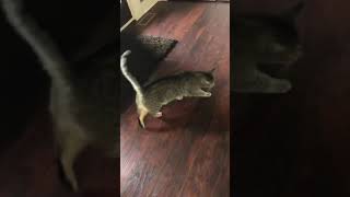 Cat goes boom