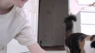 Funny Cat Fetching