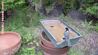 野鳥を庭に　スズメ　シジュウカラ　メジロ　240506