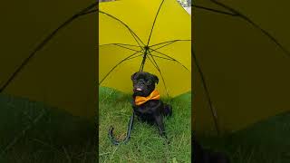 black pug photoshoot  #google #blackpug #pugpuppy #photoshoot #shootideas #photography #pugs #bow