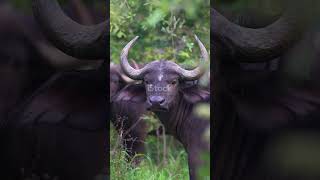 Philippine Top 5S Animal