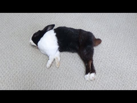 sleeping-rabbit-jumping