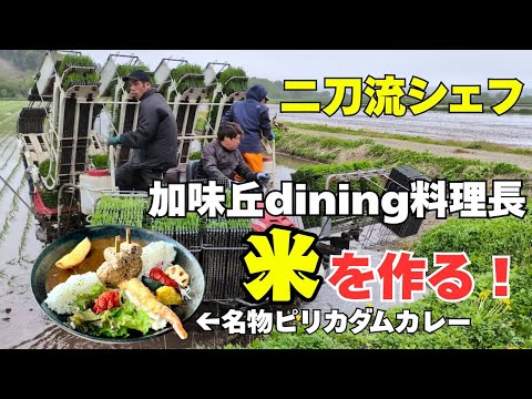 【二刀流シェフ】加味丘dining料理長、米を作る!