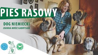 Dog niemiecki | PIES RASOWY #3