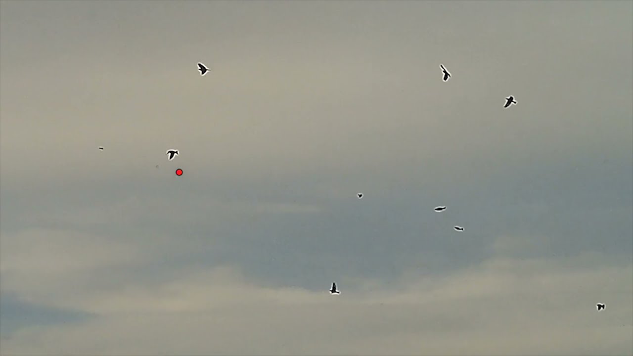 Hunting Birds in October Lebanon صيد طيور تشرين في لبنان YouTube