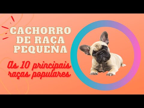 Vídeo: As 10 Principais Raças De Cães Pequenos