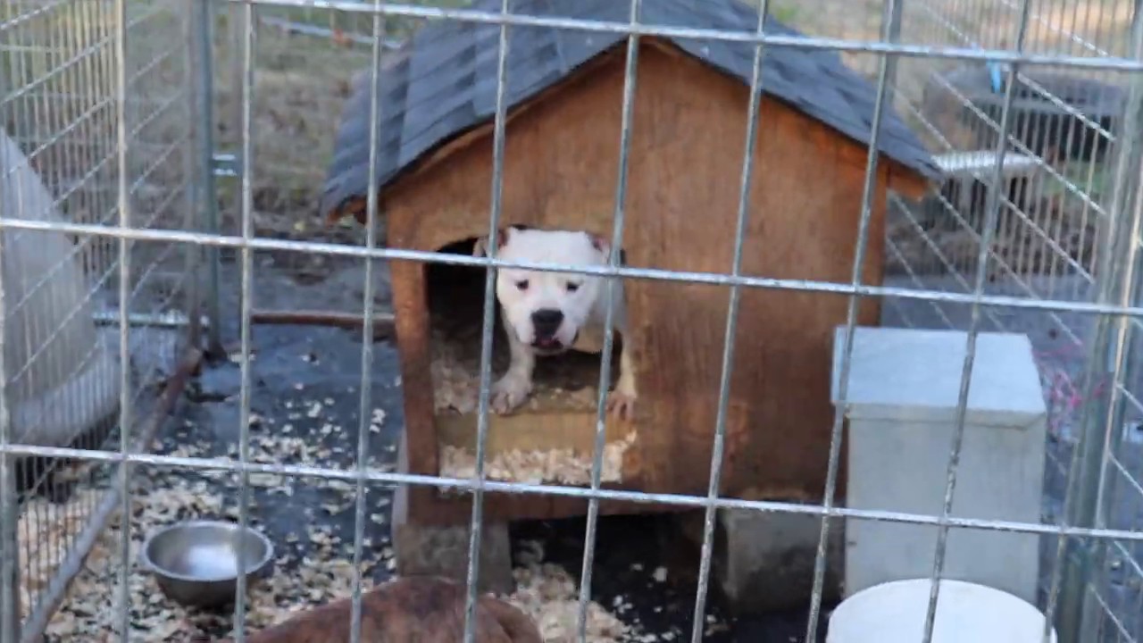 are cedar shavings safe for dogs