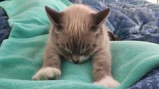 Kitty Kneading Her Human Mommy's Tummy! by Kathleen Rockney 117,870 views 8 years ago 1 minute, 21 seconds