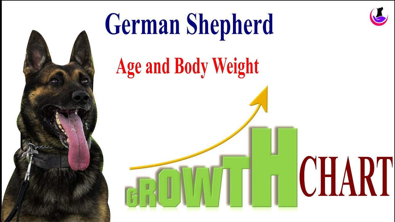 German Shepherd Size Chart