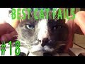 Best Cat Fails: #18 | FAIL.GROUP