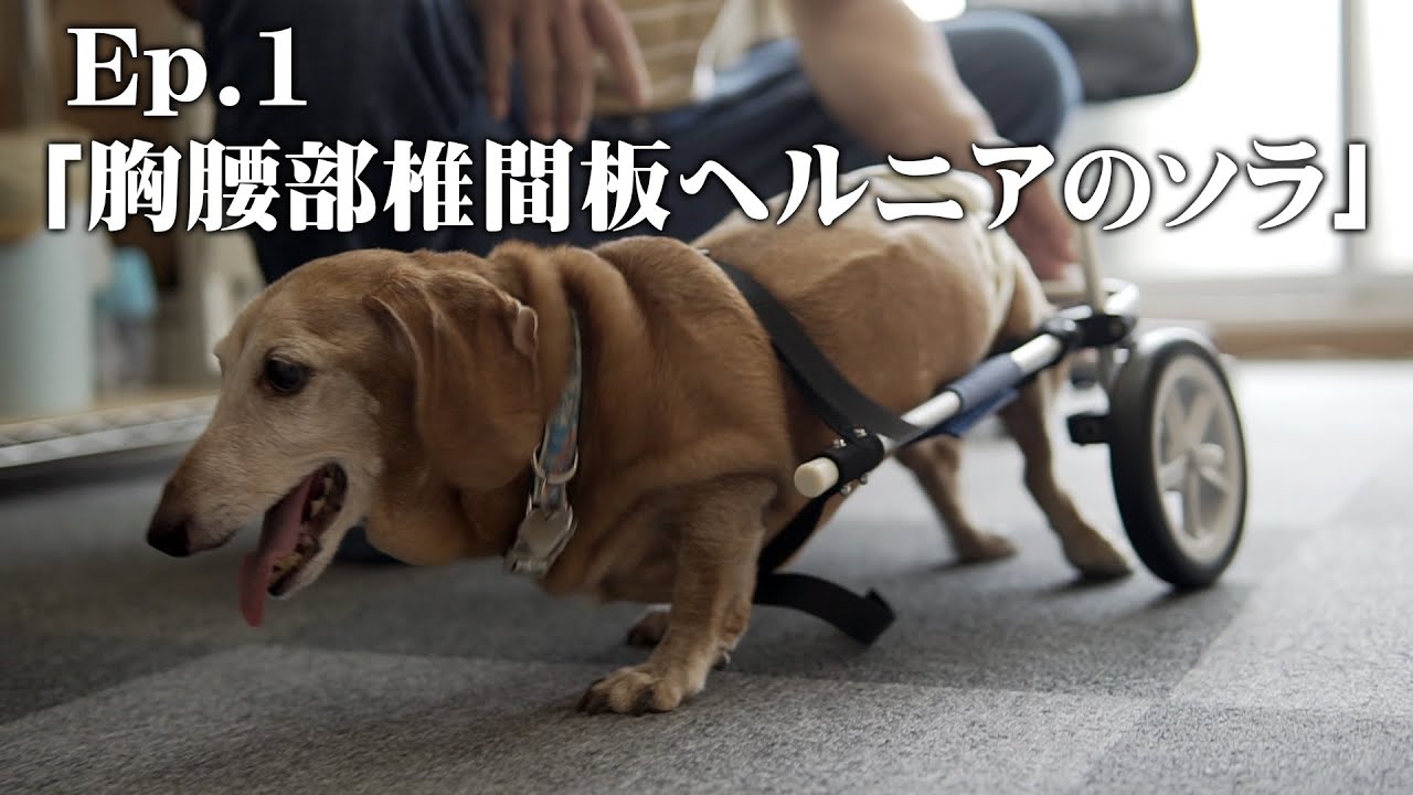 犬用歩行器（犬用車椅子）・犬用車椅子の製造販売はわんワークへ