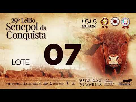 LOTE 07 CONQ 2797  - FÊMEA