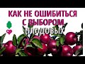 Как не ошибиться с выбором плодовых