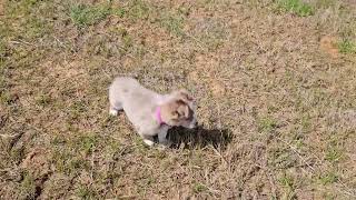 Rain - Red merle female border collie puppy for sale by Carrilea Wilson 62 views 1 month ago 1 minute, 1 second