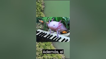 ¡¡EL ENIGMA ACUATICO DE MEXICO ¡¡#ajolote  #shorts  #habitat #ciencia #regeneraciónmx #mexico#vida