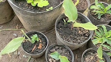 Ngải Đen và Ngải Chống Độc