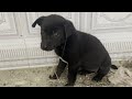 Taming an abandoned puppy lost in an abandoned house crying for help from hunger and cold