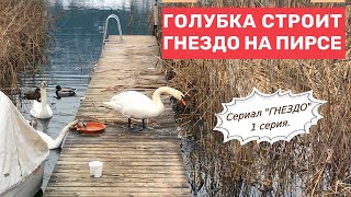 Лебеди строят гнездо на причале. Редкие кадры! Гнездо, 1 серия. #белыелебеди #аксельфранк