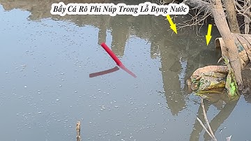 Câu Cá Rô Phi , Trúng Ổ Cá Ngay Lỗ Bọng Ăn Như C.H.Ế.T Đ.Ó.i Thả Mồi Là Đớp Liền