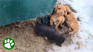 Adorable Puppies Found Behind Dumpster