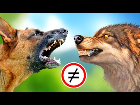 Видео: Разница между койотом и собакой