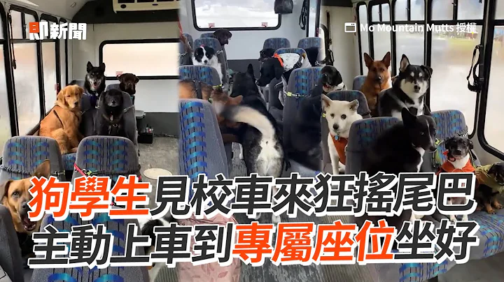 狗學生見校車興奮搖尾！主動走到專屬座位坐好｜寵物動物｜寵物學校｜精選影片 - 天天要聞