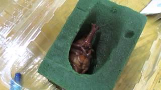 1040505獨角仙的蛹(公)-1
