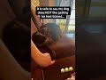 If you don’t annoy your dog,do you really love them?#dog #cutedog #foryou #fyp #funnyvideo