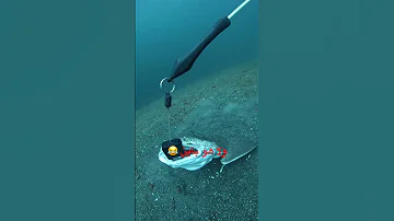Fishing صيد Sea الصيد اكسبلور بحر صيدالسمك سمك Fish ترند Trending Explore اكسبلور 