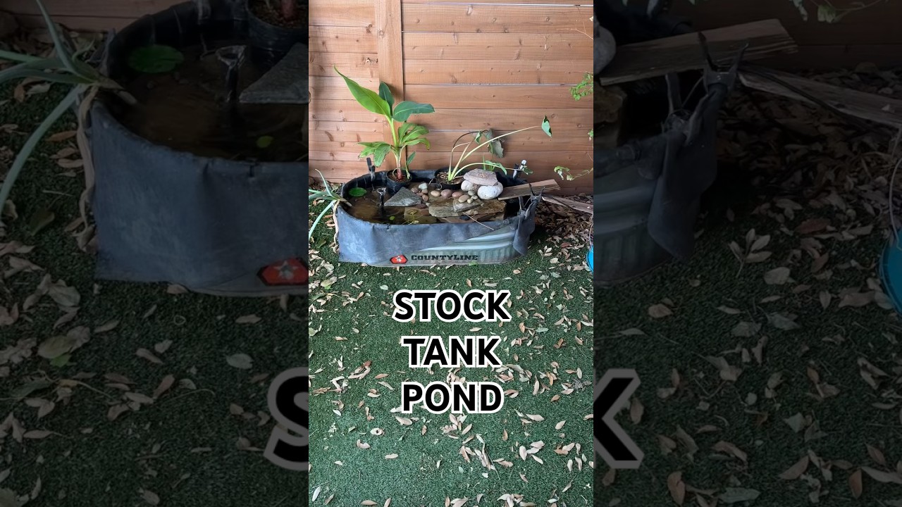 DIY stock tank pond #diy #pond #wildlife #biodiversity