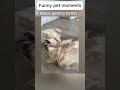 Daily funny pets 81